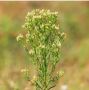 Horseweed Seeds (Erigeron Canadensis) for Planting Conyza Ca