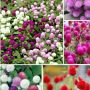 Globe Amaranth Flower Plant seeds Gomphrena Globosa Cuc Bach