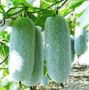 Winter Melon Seeds Bi dao Chanh White Ash Gourd Benincasa Hi