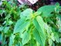 Cultivating Vietnamese Lemon Balm Kinh Gioi Seeds Elsholtzia