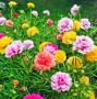 Moss Rose Seeds 60000 Seeds Mixed Color