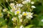 Daisy Fleabane Seeds Erigeron Annus Strigosus Wildflower see