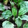 Broadleaf Plantain Seeds Plantago Major Ma De Plantain weed 