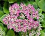 Grow Autumn Joy Sedum Orpine seeds Sedum plant Seeds for Gar