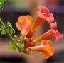 Trumpet vines Seeds Hummingbird Trumpet Orange Campsis Radic
