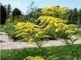Canadian Goldenrod Seeds for Planting