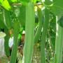 Eco-Friendly Garden Adventure: Luffa Seeds for planting