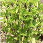 Basil Seeds 3000 seeds Thai Basil, Tulsi, Ocimum Tenuiflorum
