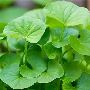 Green Gotu Kola Seeds Big Leaf Centella Asiatica Seeds