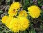 Dried Dandelion Tea Leaf, Dandelion Flowers Herbal Tea