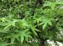 American Sweetgum Tree Seeds For Planting 