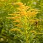 Canada Goldenrod Seeds, Solidago Canadensis