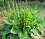 Broadleaf Plantain Seeds Plantago Major Seeds Ma De