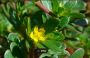 Green Purslane Seeds Verdolaga Seeds