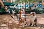 Affordable Pet Sitting – Loving Care While You’re Away - Mac