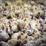 Factory Farming Cruelty for Humans, Animals and the Planet