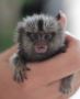 wonderful Capuchin Monkeys for Sale wonderful Capuchin Monkeys for Sale