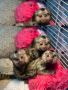 Trained white baby face capuchin monkeys for adoption