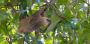 Sloth Tour Costa Rica
