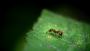 Tired of DIY methods to eliminate ants from invading your sp