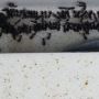 Enjoy Pest Free Homes with Exceptional Ants Pest Control Ser