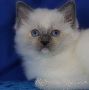 CFA Ragdoll Cat Breeders