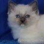 Seal Point Ragdoll Cat