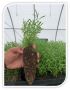 GP Nursery