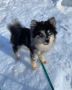PomskySet - Guide to Understanding Pomsky Coat Types