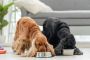 Pawsome Pet Pantry: Dog Food Dubai for Every Canine Pal