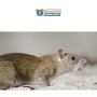 Reliable Rat Removal Melbourne | Expert Rats Pest Control Se