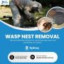 Wasp Nest Removal In Sydney