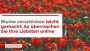 Blume verschicken leicht gemacht: So überraschen Sie Ihre Li