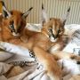 Tamed Exotics Kittens. (Ocelots, Caracals and F1 - F3 savann