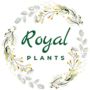 Royal Plants and Flowers LLC