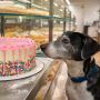 Royal Pooch: Premier Bakery for Pet Treats and Custom Dog Ca