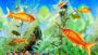 RP Aquatics – Premium Aquatic Supplies & Livestock