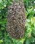 Bees Nest Removal Experts in Southampton | RS Pest Control