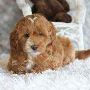 Goldendoodle Puppies For Sale In Surat
