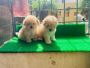Maltipoo Puppies in Bangalore
