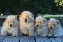 Chow Chow Puppies in Bangalore Chow Chow Puppies in Bangalore