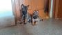 Belgian Malinois Puppies in Bangalore Belgian Malinois Puppies in Bangalore