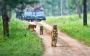 Immerse Yourself in Nature Jungle Safari Adventures in Corbe