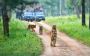 Unravel the Wonders of Wildlife Best Jungle Safari in India