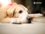 Compassionate Senior Pet Care in Sacramento – Book Now!