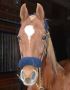 Trusted Horse Adoption Sites For Loving Homes SaddleBred Res