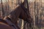 Saddlebred Rescue Horses Available for Adoption