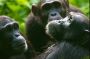 Gorilla Trekking Oeganda: Een Magische Ontmoeting in de Wild