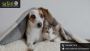 Budget-Friendly Dog Boarding Services in Pearland, TX