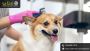 Affordable Pet Grooming Services in Pearland, TX Affordable Pet Grooming Services in Pearland, TX